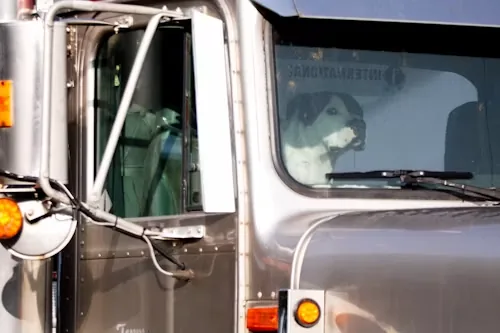 A dog riding in the cab of a truck